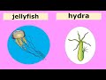 Stinging Cell Animals and Their Functions