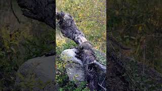 Tiny Leopard Cubs Venture Out of Den!