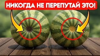 Никогда не бери арбуз, если видишь ЭТО! Секрет, который изменит твой выбор навсегда