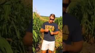 Harvesting Iowa delicacies…  sweetcorn!🌽 #SweetCorn #thebrowns #farming #iowa #browns
