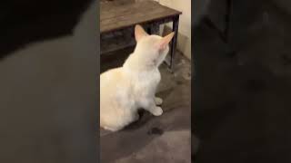 Ini buktinya!! Kucing narik hal negatif