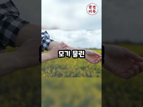 모기가 피를 계속 빨게 두면 어떻게 될까?