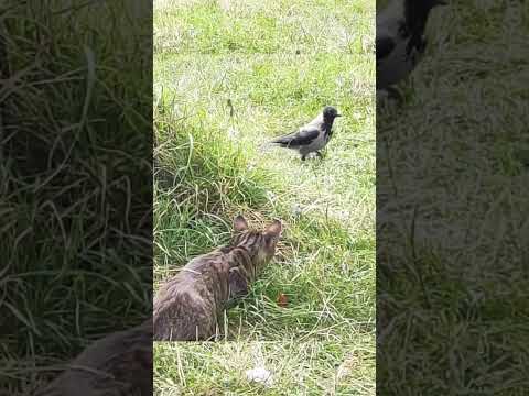 猫🐈vs鳥🦆