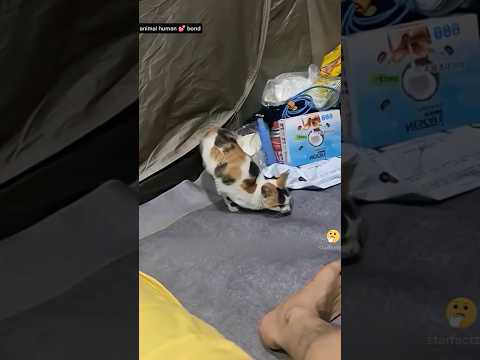 “Wrong Blame! 😢 आदमी ने Cat 🐾 पर लगाया आरोप, फिर हुई शर्मिंदगी 😮”