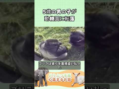 スリリング！ 5 歳の男の子が動物園に落ち、ゴリラが近づき、ネットワーク全体に衝撃を与えました！#感動