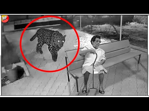 10 Escalofriantes Encuentros con Animales Salvajes que Tienes que Ver