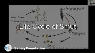 Life Cycle of Smut