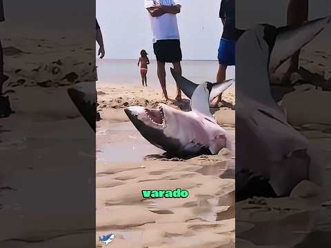 The great white shark was stranded on the beach and was rescued by tourists.🦈#animals #shorts
