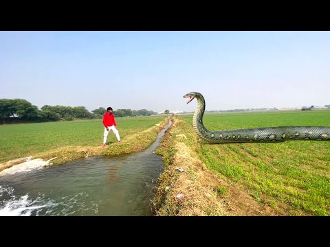 Big Anaconda Snake In Real Life