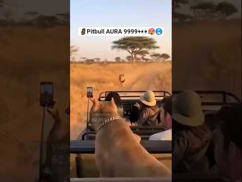 ๐When Pitbull Turns AURA 9999+ ๐ฑ๐ฅ | Unstoppable Energy#Pitbull #PitbullPower #DogAura #DogReaction