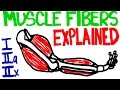 Muscle Fiber Types and Characteristics