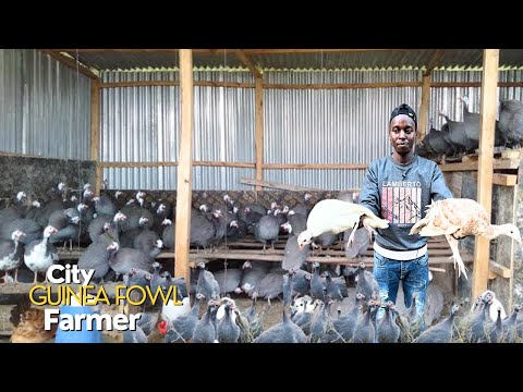 How I Farm Over 6000 Guinea Fowls on a Tiny Space in The City