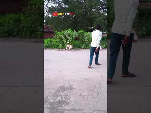 The  Haryanvi😞//fun sub//#trending #labrador #dog #prank #shorts