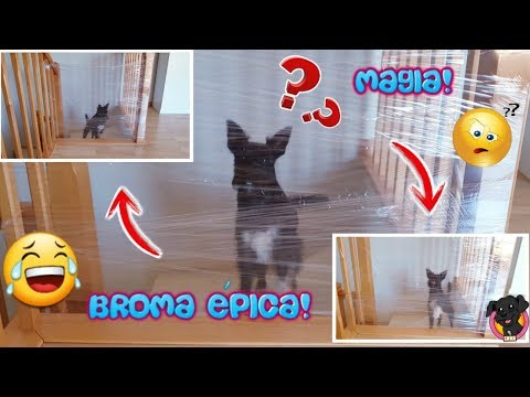 Mi Perro Reacciona al "INVISIBLE CHALLENGE"/ Retos Lana/ Funny Dogs
