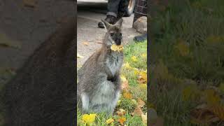 New home for the wallabies!