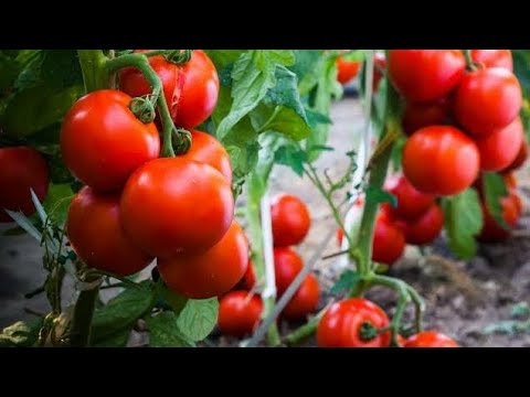 PAANO PABUNGAHIN ANG KAMATIS