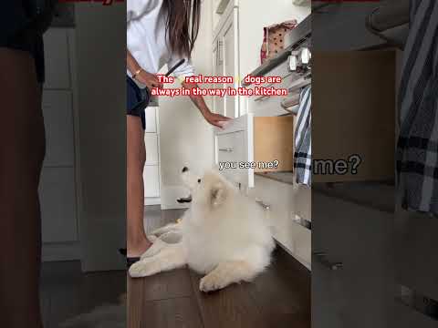 I think he might want something hmmmmm #dog #samoyed