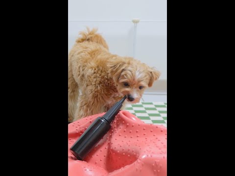 공기로 한대 맞고 열받은 강아지#shorts