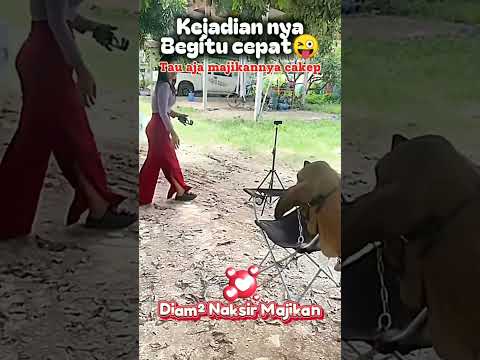 DRAMA MAJIKAN IDAMAN 🤣 #shortvideo #shorts #funnyshorts #lucu #comedy #funny #komedi #prank