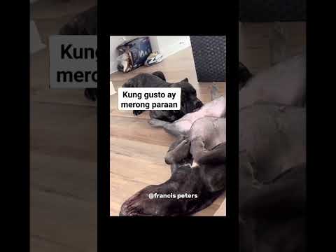 Fun time #funny #animals