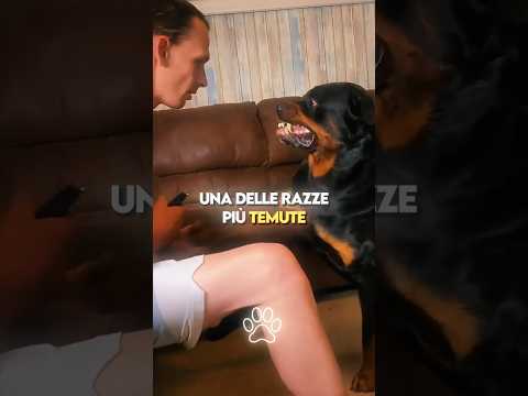 Le 3 Razze di Cani Piรน Illegali al Mondo ๐ฑโ ๏ธ