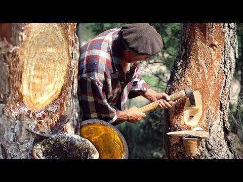 Los RESINEROS: extracción del ORO LÍQUIDO del pino. Uso de la RESINA en CHICLES, JABÓN, BARNIZ y más
