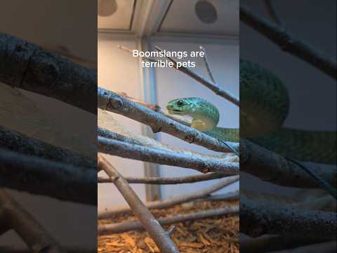 Reptiles make the best pets... sometimes. #reptiles #venomoussnakes #pets #boomslang #cobra