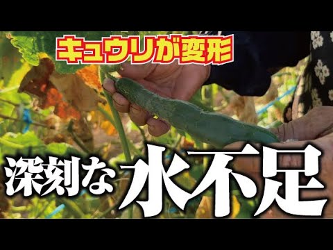 【このままではキュウリ全滅】動噴で頑張って水やりをしていましたがもう限界です【水やりが間に合わない】【夏すずみ】【ポンプ大活躍】