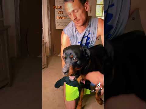 Rottweiler fights over not  wanting his paws touched