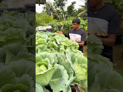 তিনতলা ছাদের উপর বাঁধা কপির চাষ #agriculture #farmers