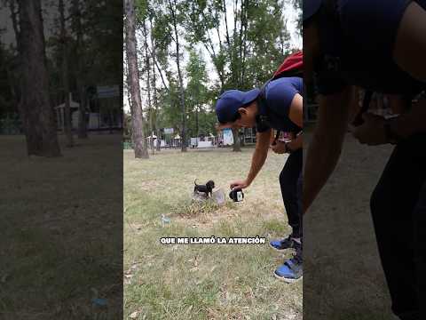 Trabajando con un mini salchicha 🤩🐶 haciendo fotos a un perro salchicha 📸 #perros #salchichas