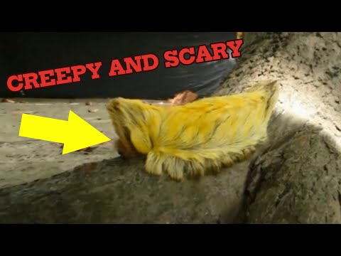 12 Deadly Creatures You Should NEVER Encounter (Run If You See Them!)