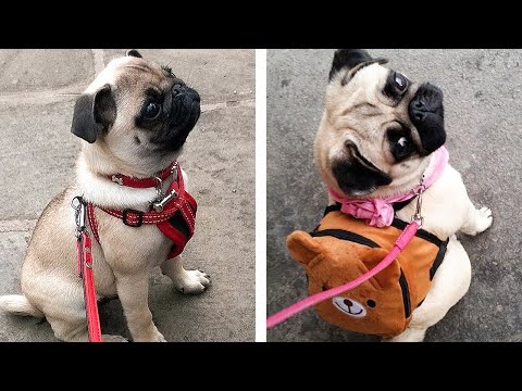 8+ Minutes of Cute & Funny Pug Puppies that Will Make Your Day Full of Happiness 😍💕 | Cute Puppies