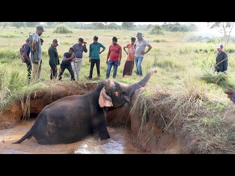 Elephant fell into an open well, Kind humans did everything to save him | Elephant | Wildlife #wild