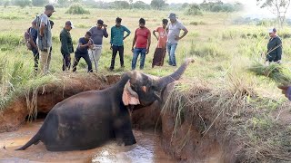 Elephant fell into an open well, Kind humans did everything to save him | Elephant | Wildlife #wild