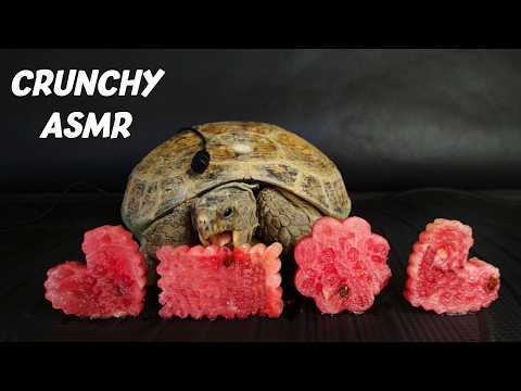 Relax and Unwind: Tortoise Mukbang with Watermelon ASMR turtle