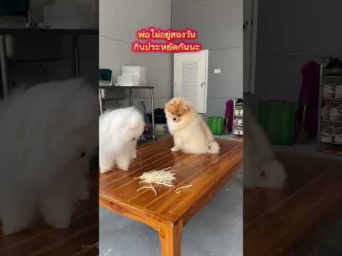 กินกันอย่างประหยัดนะเด็กเด็ก #funny #dog #pets