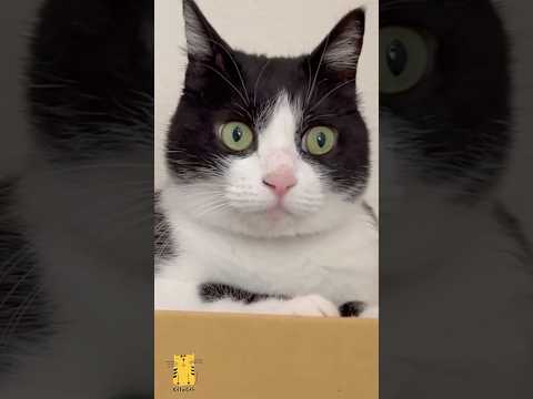 Funny Cat & Cute Kittens569😻 #shorts #kucing #kucinglucu #funny #pet #cat #foryou #viral #viralvideo