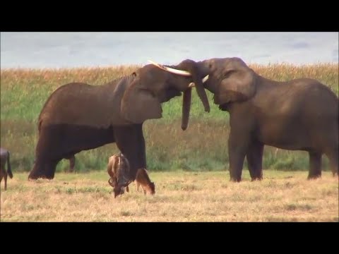 The Best Friends - Heartwarming Animal Friendships