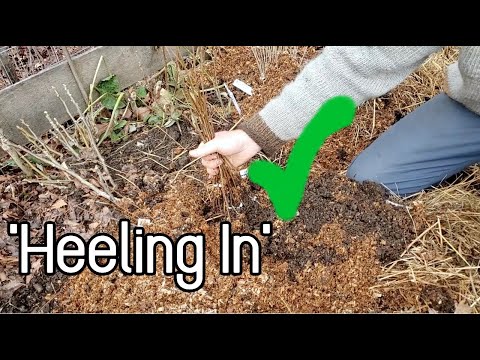 'Heeling In' - Handling Trees and Cuttings in Winter!