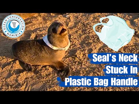 Seal's Neck Stuck in Plastic Back Handle