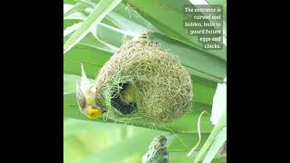 Baya Weaver Couples: Teamwork in Nature’s Architecture  #weavers #nestbuilding  #birdhome