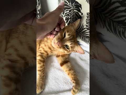 « Ne touche pas de chats en Indonésie on sait jamais » VS moi :