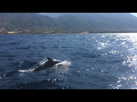 Swimming with dolphins in Greece