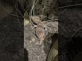 Understanding Gecko Behavior