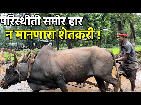 परिस्थीती समोर हार न मानणारा शेतकरी 💪 | Paddy & Rice Plantation | Village Life | Konkan Sanskruti