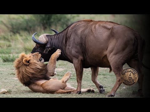 Esta DECISION le costo muy CARO al LEON - Depredadores vs Presas