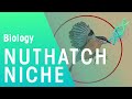 Understanding Nut Hatches and Their Unique Niche