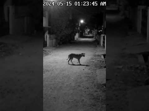 போத்தனூரில் நள்ளிரவில் உலாவிய மர்ம விலங்கு!#shorts #trending #aiart #cat #ai #animals #tamilshorts