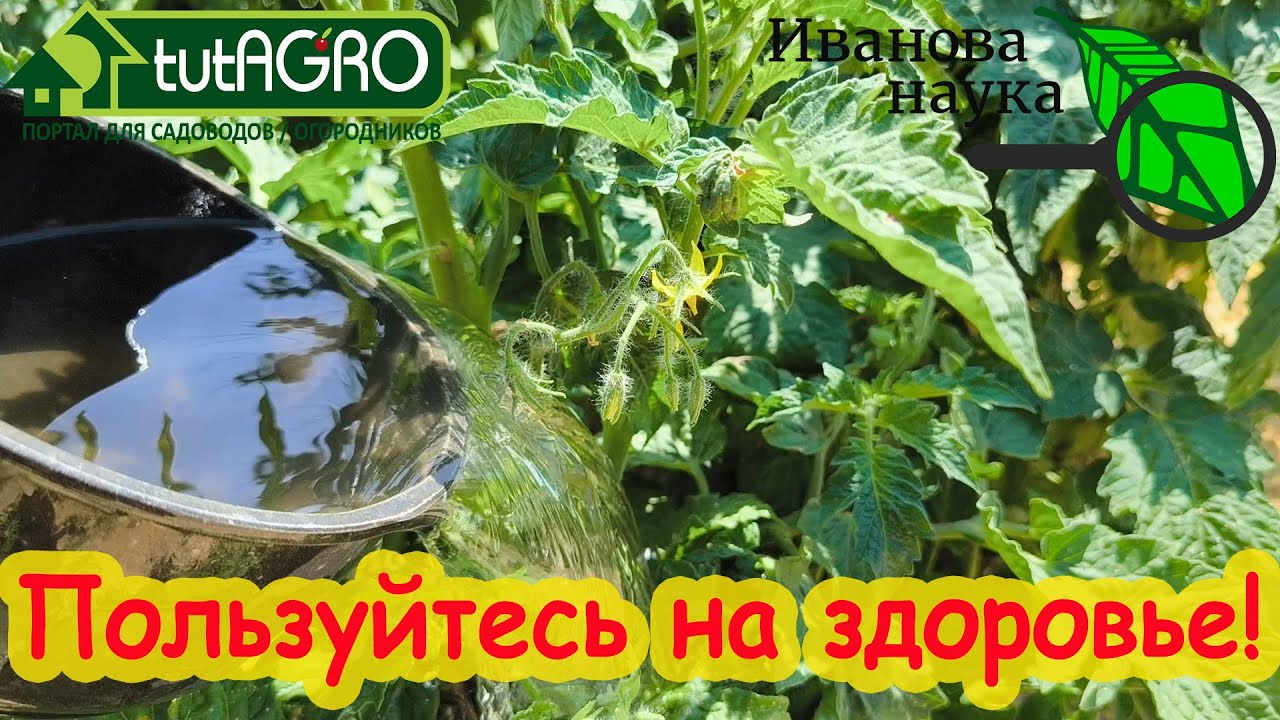 Эти подкормки вообще ничего не стоят! Чем подкормить весь огород бесплатно.